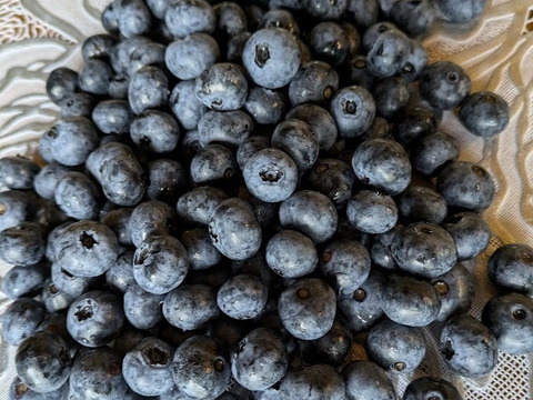 ＜自然栽培の生ブルーベリー　５００ｇ＞肥料不使用、農薬も不使用、きめ細かな食感で美味の≪ハイブッシュ系生ブルーベリー≫を八ヶ岳南麓よりお届します