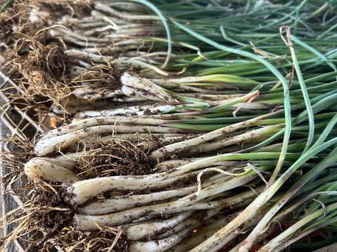 【お試し300g】沖縄 伊江島特産　島らっきょう