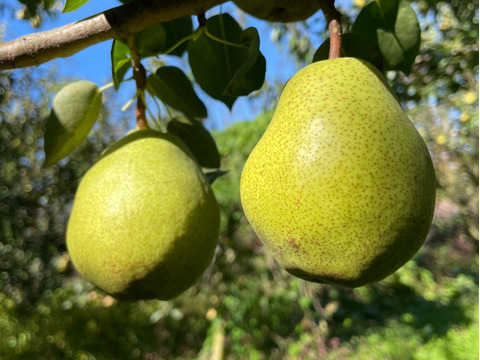 ★数量限定★スーパーラフランス【贈答用】（とろけるように甘い）ラフランス3kg箱