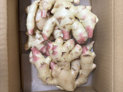 農家直送　高知県産新生姜10kg 農家直送 高知県産新生姜 10kg｜Yahoo!フリマ（旧PayPayフリマ）