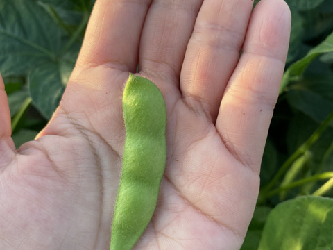 【季節限定】たっぷり1.2kg！甘く濃厚！枝豆『湯上り娘』300ｇ×４袋