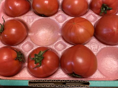 今が旬！高糖度フルーツトマト"木瀬恋味トマト" 1kg