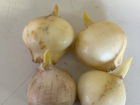 訳あり) 大きなジャンボニンニク1kg：高知県産の野菜｜食べチョク