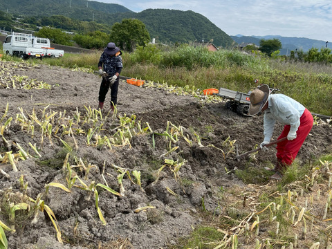ジャンボニンニク 【厳選特大】バラ1.8キロ：高知県産のジャンボ