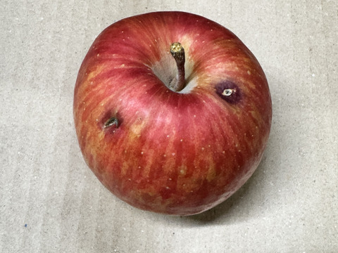 ★在庫限り★【訳あり・バラ詰め】まさゆめ🍎約4.5Kg　在庫限り　ふじの子供　希少品種　新品種　果汁たっぷり　流行の先取り　青森県産　数量限定