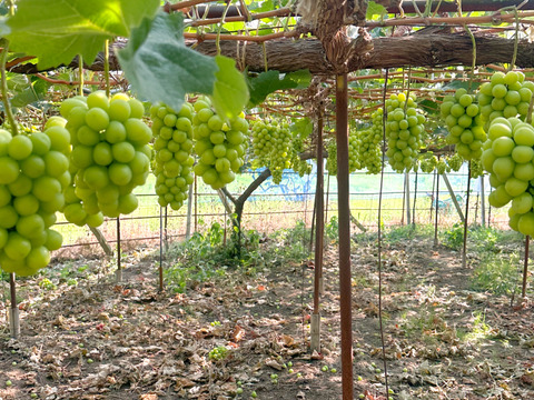 【夏ギフト・数量限定】クイーンニーナ&シャインマスカット（合計2房約1.2kg）