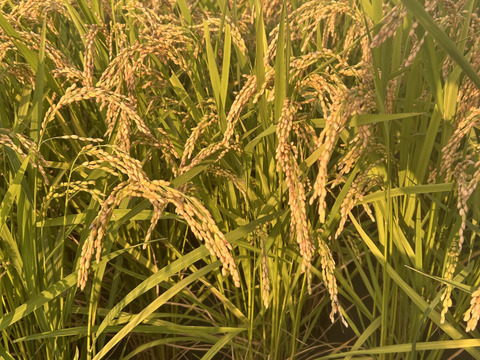 福岡県産　元気つくし　玄米5キロ
冷めても美味しい！　もちもちの食感！