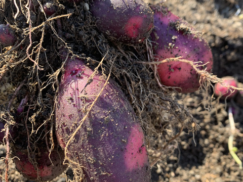 高野山麓精進野菜　農薬化学肥料不使用　訳あり！カラフルじゃがいも詰め合わせ