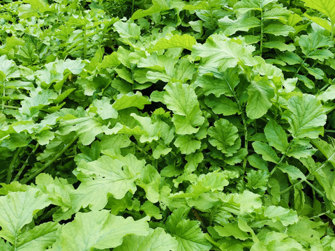 【箱詰め】寒干し大根(60g×12袋)