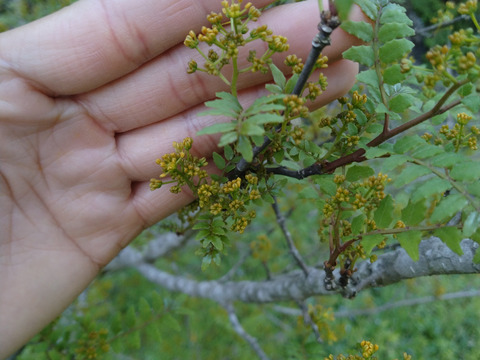 【ご予約受付中】希少な食材！丹波篠山産【花山椒】100㌘