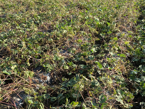 まん丸でも味は変わらない❣️さつまいも千葉県香取市産
【シルクスイート　約4.8kg】