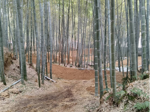 【春限定】シャキッと歯ごたえ！京都・長岡京産タケノコ【4Kg】