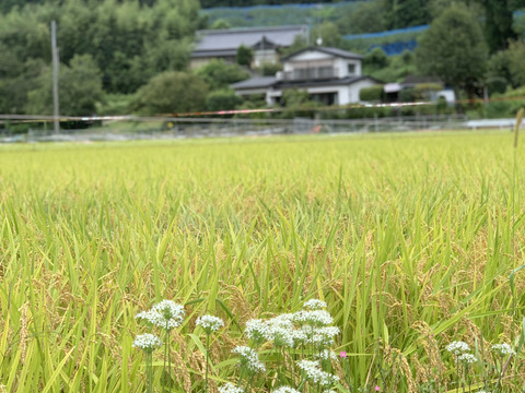 【9月限定販売】令和3年度新米コシヒカリ(モミ付き20キロ)