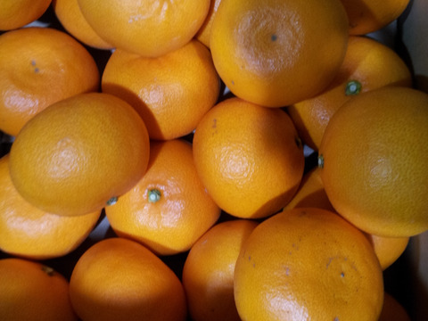 【幸せな絶品】地元の方にも大人気！ せとか 家庭用　５kg
　　興居島が誇る濃厚な果汁が口いっぱいに広がりとろけるようなくちどけ！　【2/20～出荷】