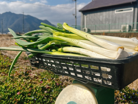 もうすぐ完売‼️この時期にしか食べれません九条太ネギ 2kg｜農家直送 新鮮 朝採れ 甘みたっぷり 鍋・焼きネギ　寒さで甘み増し増しです‼️