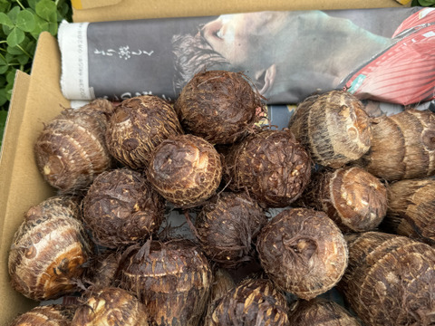 掘りたて‼️里芋コンパクトボックスにいっぱい‼️