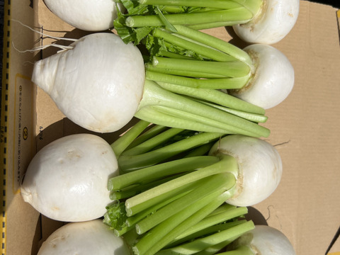 新鮮　千葉県産　かぶ　3kg ご購入後収穫