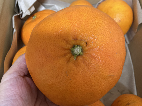 【予約限定価格】甘平 3kg 〜シャキッとした食感と弾ける粒感〜【家庭用】