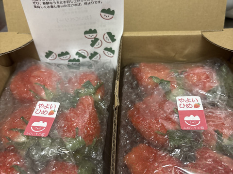 【朝摘み】めっちゃ大粒！群馬のいちご《完熟やよいひめ》とにかく大粒2パック 丸かじりでじゅわっと果汁が溢れます(^^)