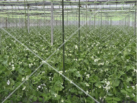 【岐阜県産】シャキッと甘い！スナップえんどう200g×5袋