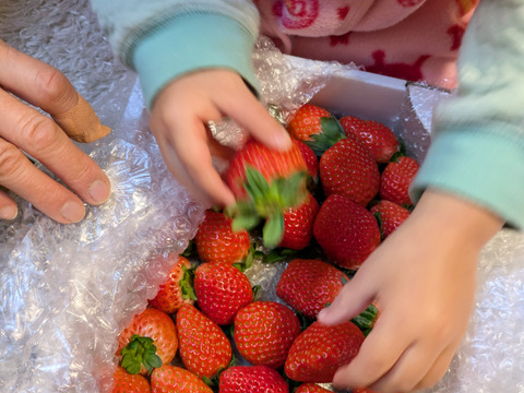 いちごの宝石箱＋
デザートライムのセット