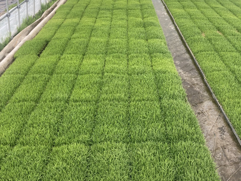 ２「作り手の顔が見えるお米」秋田県産あきたこまち玄米１０ｋｇ（５ｋｇ×２袋）(令和7年産)