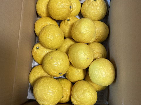 はるか  家庭用Ａ品 箱込み4.5キロ