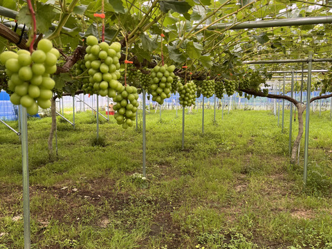 【大人気】シャインマスカット（2房/1.4kg）大房だから粒がたっぷり！食べ応えあり！　贈答用　ギフト　ご家庭用