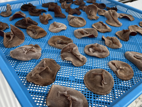 福岡県糸島産乾燥きくらげ10g×6個