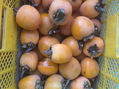 【干し柿用】豊橋産 蜂屋柿 2kg（農家直送）