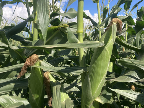 🌽【朝採れ・農家直送】訳あり 長野県産 甘々娘 15〜20本 クール便発送 家庭用