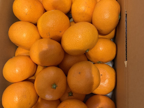 12/20より順次発送 幻のみかん『石地（いしじ）サイズ混合 3kg』 希少品種 3キロ 仲屋 海瀬農園 静岡県 西浦みかん