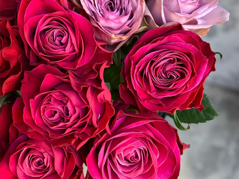 【赤パープル系15本】2月限定☆厳選バラ☆贈り物にもおすすめ（ご自宅用簡易包装/50cm）
