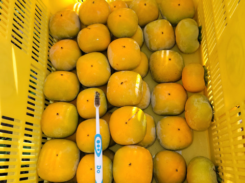 【秋の味覚】和歌山県産　たね無し柿(刀根早生)　A-B品S～Lサイズ9個～12個入り。