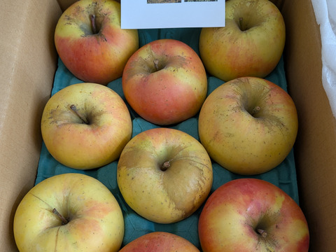 「ぐんま名月」大人気！！甘くてジューシー黄色い林檎　訳ありお徳用 　　 3キロコース（8から12玉）スマートフレッシュ鮮度保持貯蔵