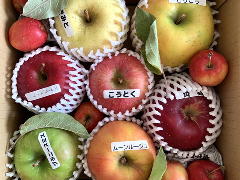 りんご いろいろBOX （2㎏）：岩手県産のその他りんご｜食べチョク