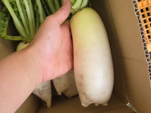 自然農法認証ミニ大根4.5キロ位