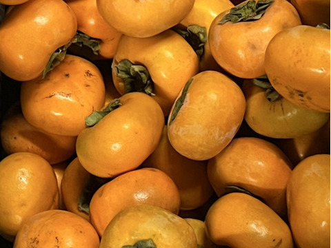 【送料500円引】干し柿を作ってみよう！干し柿用 渋柿（平核無柿）