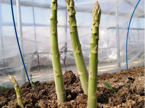 【峯村農園直送】朝採れ新鮮！春アスパラ、訳ありＢ級品約1.2㎏(M～2Lサイズ）