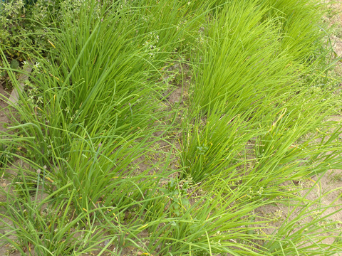 【まとめ買い用】あさつき100本 / 細ネギのようでネギでない♪ 発送翌日到着のゆうパックにて畑から直送♪