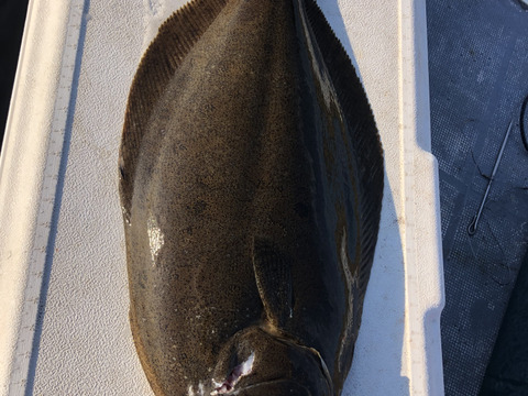 【活き締め】天然ヒラメ2〜3kg 刺身用