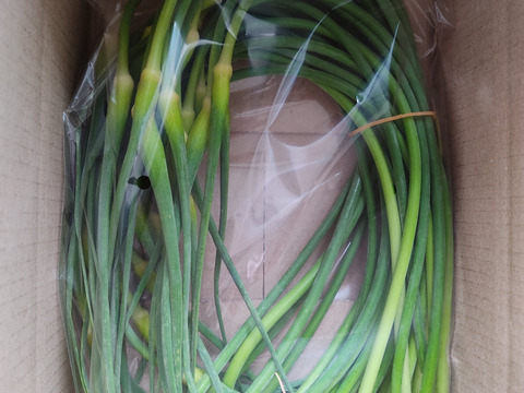 ✨希少！国産ニンニクの芽　約1kg✨採れたて直送｜やわらかく甘い春のごちそう🥬農薬・化成肥料不使用✨