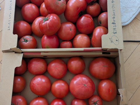【超お得】お得な訳ありトマト約8kg！(30〜60玉)【福岡県産トマト】！