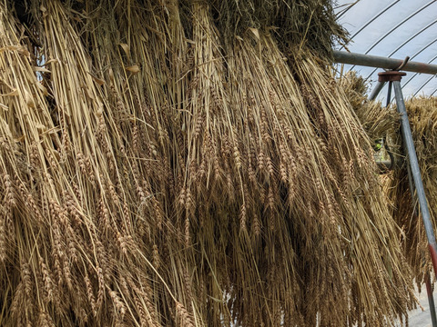 【ゲン担ぎ福袋】自然栽培トマトソース3個+全粒粉入りパスタ3袋セット