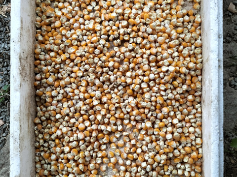 【自然栽培】甲州とうもろこしの粒　500g