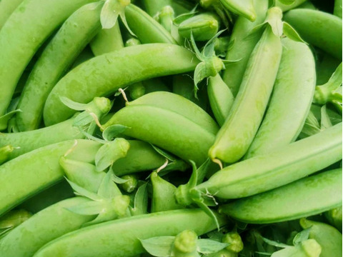 潮風 × 火山灰土が育てた甘くて美味しい！島のスナップエンドウ　400g（80g×５p）