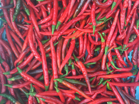 赤唐辛子　フレッシュ　500g　爽やかな辛さ　栽培期間中　農薬・化学肥料・除草剤不使用
