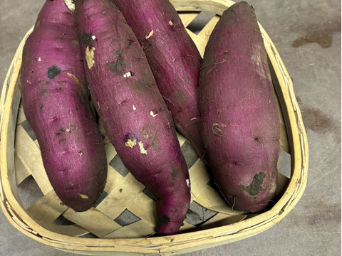 上品さあふれるシルクスイート