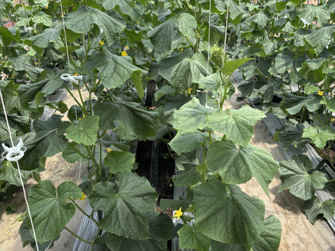 農薬・化学肥料不使用 きゅうり キュウリ箱込み5kg(内容量4.7kg程) 埼玉県認証特別栽培