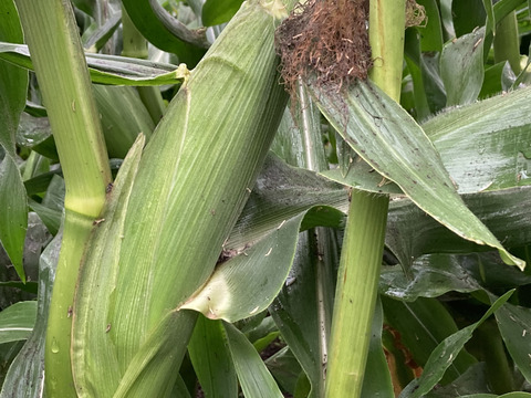 【食べ納め】生でもOK!!白いとうもろこし《ピュアホワイト》